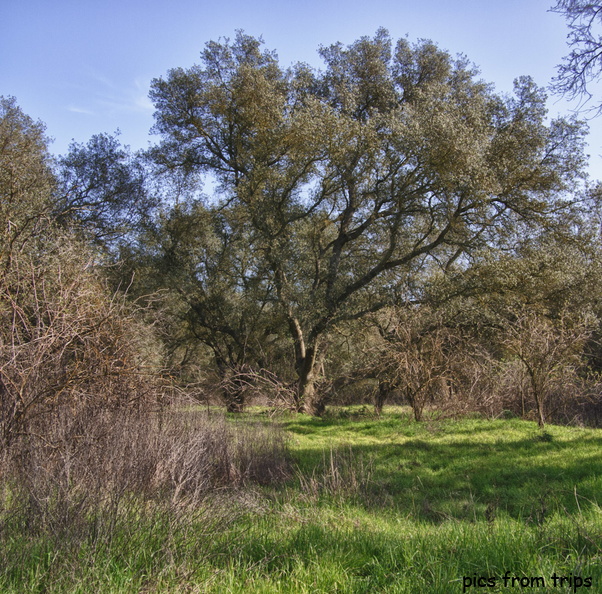Oak trees near the American River2011d05c003_HDR.jpg